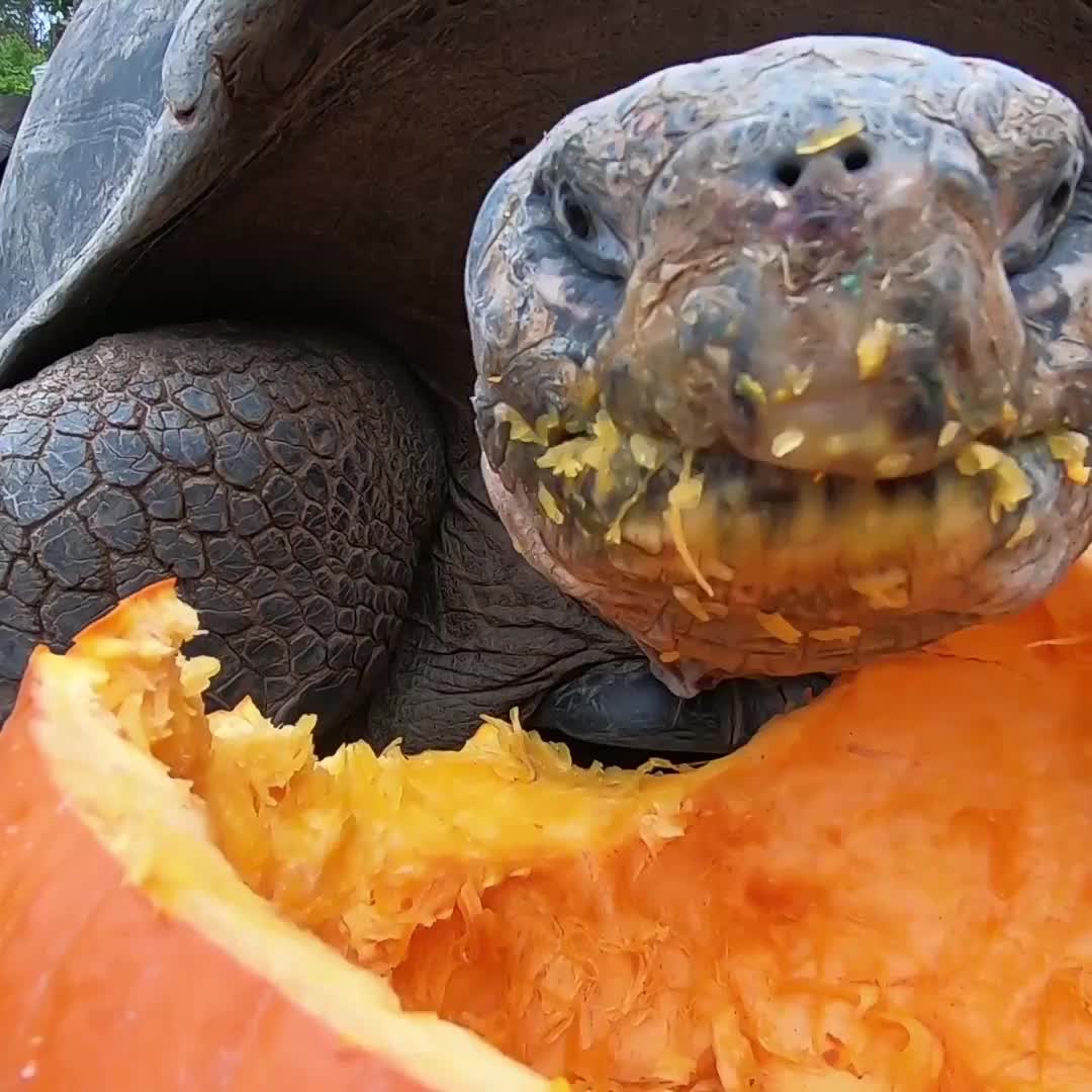 harun • Amazing Animals and Pumpkins • Shazaia Video - شظايا فيديو